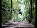 My Gibbon Experience in Laos - Dec 18 to 20-2009