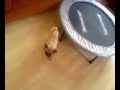 Toby the Pug has a mad half hour