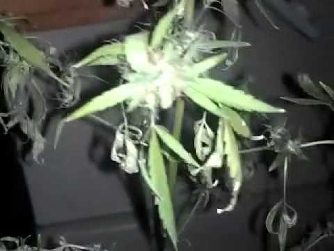 how to grow reggie seeds indoors