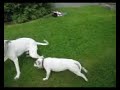 Staffordshire bullterrier v/s Dogo argentino