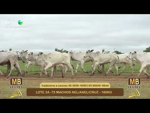 551� LEIL�O VIRTUAL MB LEIL�ES