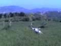 videos de Ferma e consenso su quaglia(Candy,Jolly,Zeus)