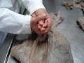 Anatomia UFPR