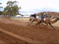ラクダ動画