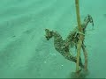 Renacer de una pradera marina