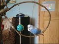 Buzzo the blue budgie is crazy about his ball