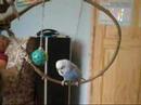 Buzzo the blue budgie is crazy about his ball
