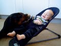 *edit: gibson is gone 1/7 08cancer took him away from us r i p love you always my friend* rottweiler and baby