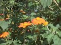 Le jardin botanique 3