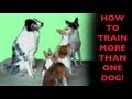 How to train more than one dog- clicker dog training