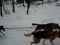 Dog Sled Run 2