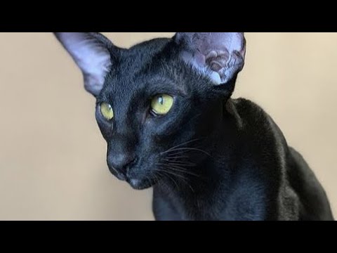Smart Oriental Shorthair Cat Martin