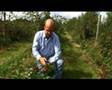 a short film about blackberries by innocent drinks