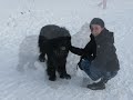 newfoundlander diederik