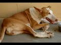 podenco loca