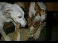 Podenco Loca