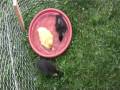 videos de Duckling bthtime!