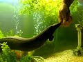 30 inch Fire Eel (Mr EEL)