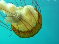 Sea Nettle Nettle