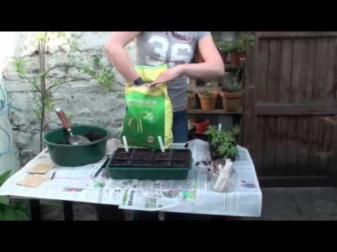 how to grow tomatoes from a seed