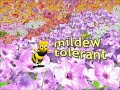 A commercial for Volcano Phlox.  Colorful, mildew tolerant and easy to grow.