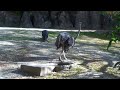 Philadelphia Zoo Ostrich Hears Geese Flying South Philadelphia Zoo Ostrich Hears Geese Flying South