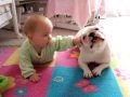 French Bulldog teaches baby to crawl