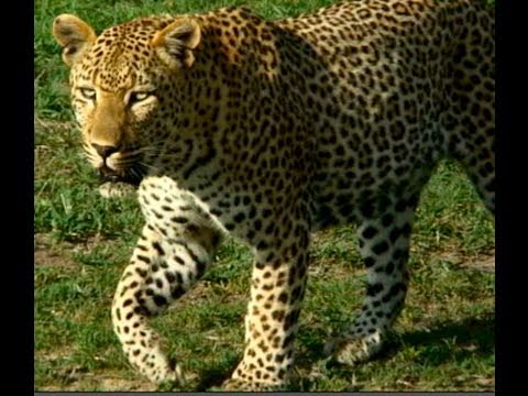 male leopard