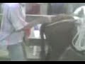 Videos De Risa (Alfredito El Coge Burra)