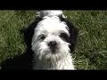 Gizmo In The Park Gizmo In The Park