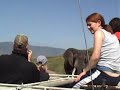 Wildlife in the Ngorongoro crater 2