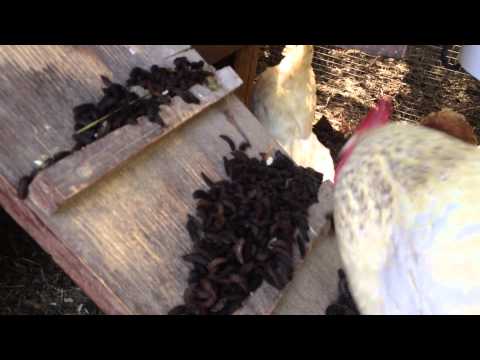 how to harvest mosquito larvae