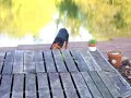 ROTTY BEN