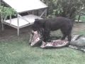 Schnauzer exitado