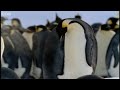Emperor penguins - The Greatest Wildlife Show on Earth - BBC