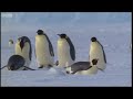 Emperor penguins - The Greatest Wildlife Show on Earth - BBC