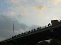 Congress Ave Bats