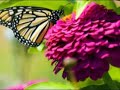 Monarch Buterfly