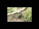 Hyena Pup Hyena Pup