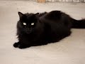 Mabel a SpayMart cat for adoption Mabel a SpayMart cat for adoption