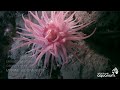Spotlight on Howe Sound Marine Life: Anemones