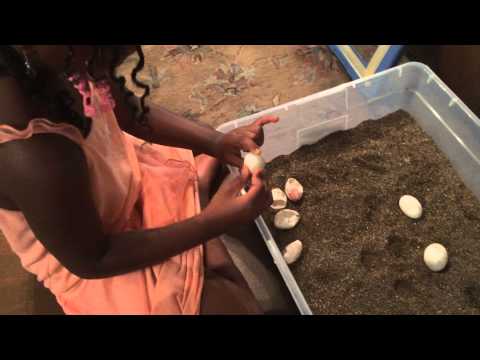 YouTube reptile video