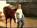 Basic Horse Care : How to Turn a Horse Out to Exercise Itself