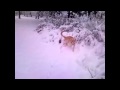 Let it snow starring Cookie