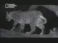 Leopard Baboon Leopard Baboon