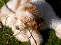 Ripley cockapoo chewing on a stick