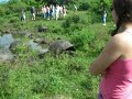 Giant Tortoise Moves