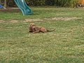Isn't it funny the effect music has on the dog? His tail wagging and he sings along to When the Saints go Marching. And he's chill and relaxed- placid in fact for Jacob's Song.