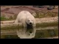 eisb-rin-flocke-der-erste-auftritt-842008-.html