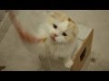 ��ǭ�ޤ륫�ե��� �ߥ륭��:YouTube������=25��